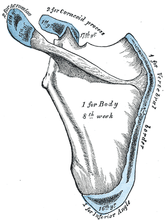 Fig. 206