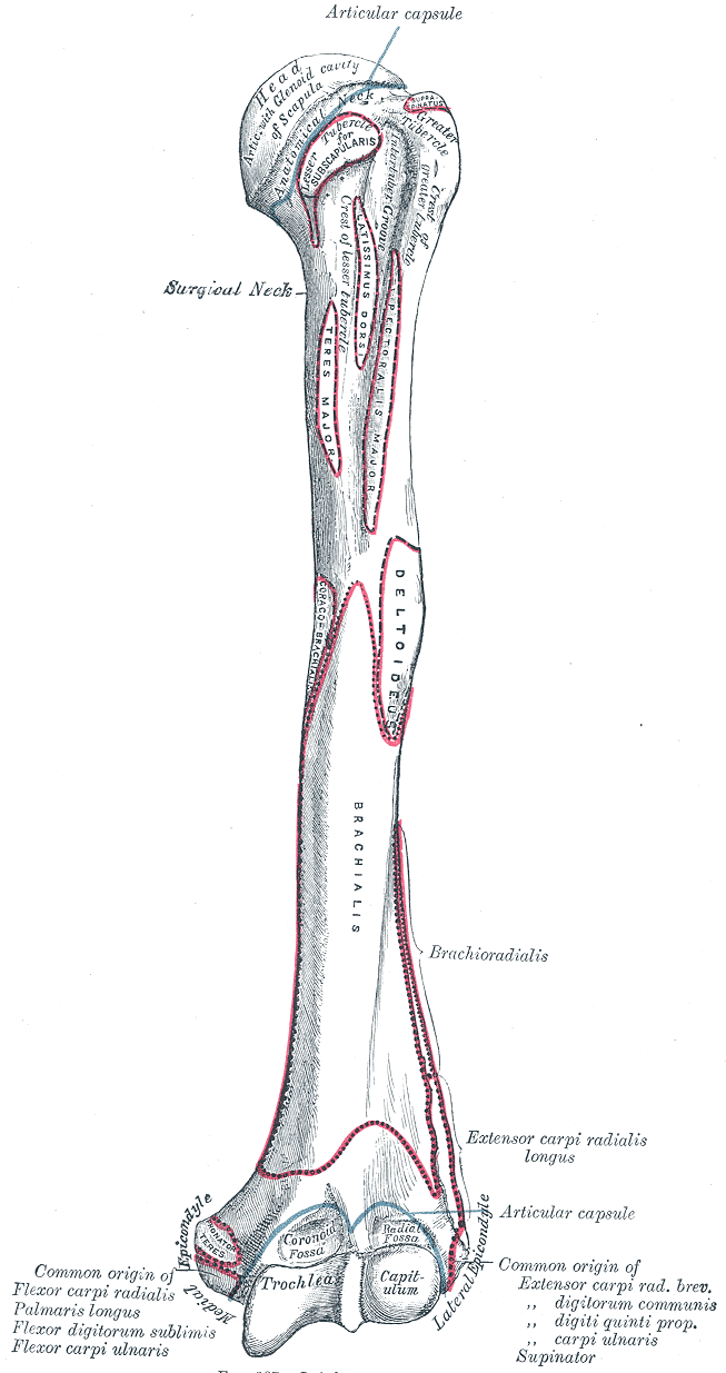 Fig. 207