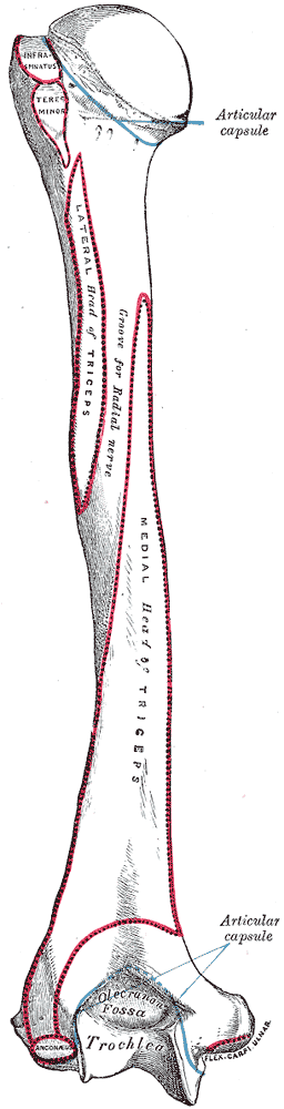 Fig. 208