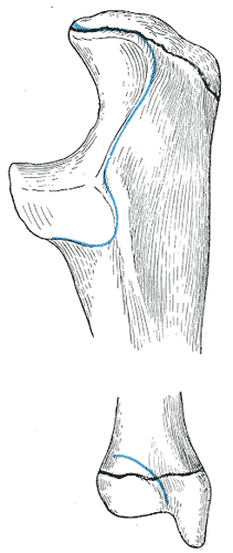 Fig. 216