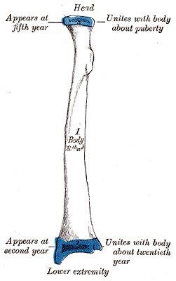 Fig. 217