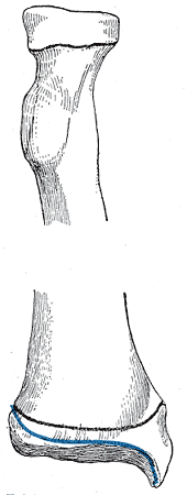 Fig. 218