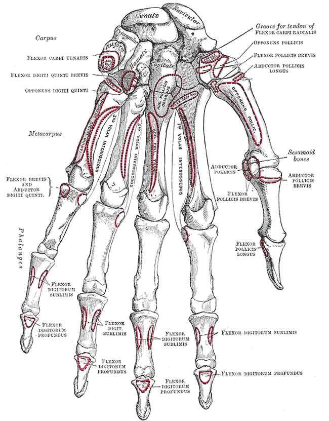 Fig. 219