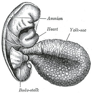 Fig. 22
