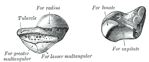 Fig. 221