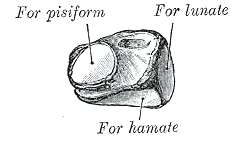 Fig. 223