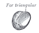 Fig. 224
