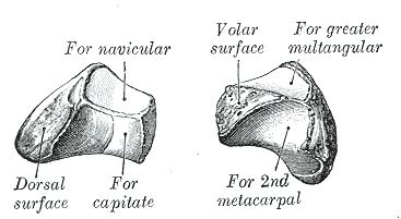 Fig. 226