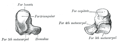 Fig. 228