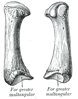 Fig. 229