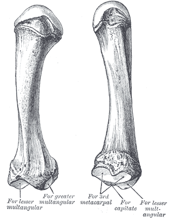 Fig. 230