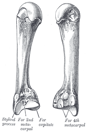 Fig. 231
