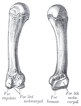 Fig. 232
