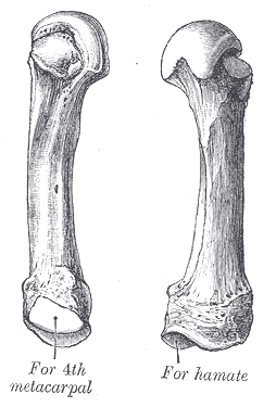 Fig. 233