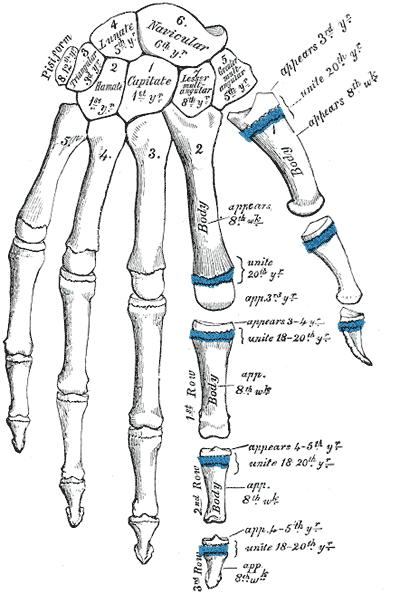 Fig. 234