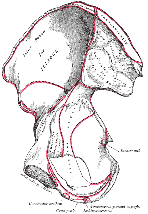 Fig. 236