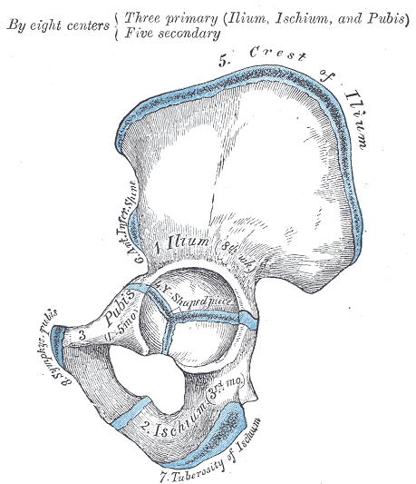 Fig. 237