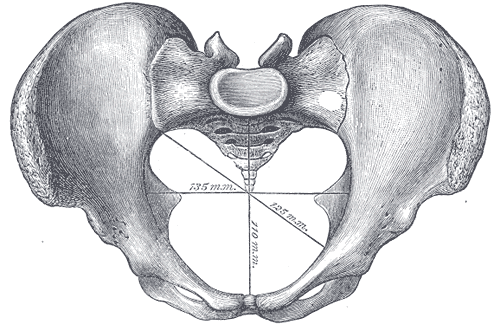 Fig. 238