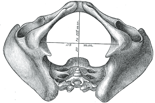 Fig. 239