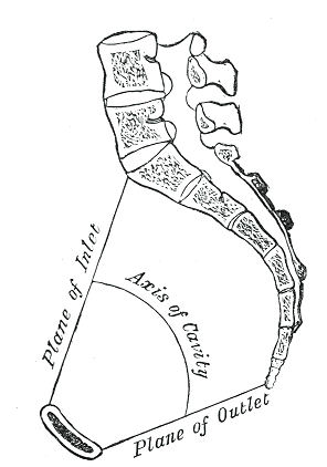 Fig. 240