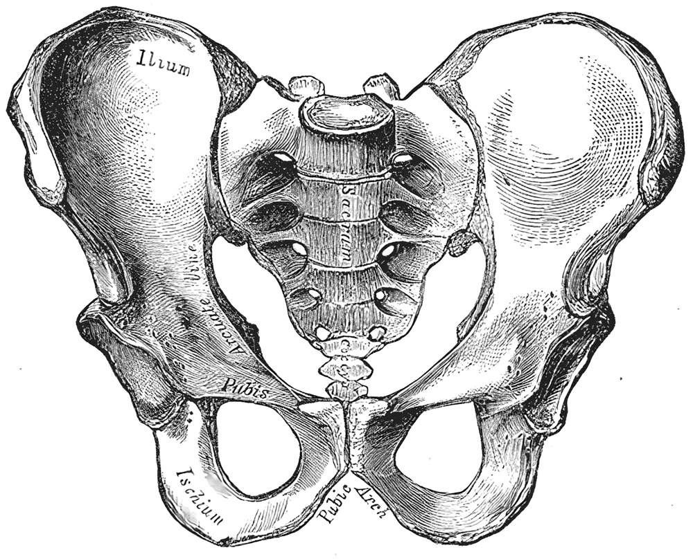 Fig. 241
