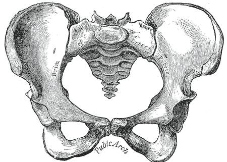 Fig. 242
