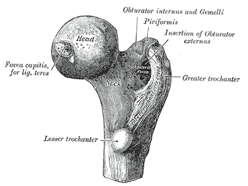 Fig. 243