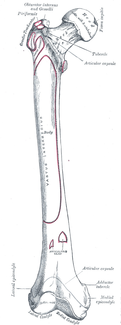 Fig. 244