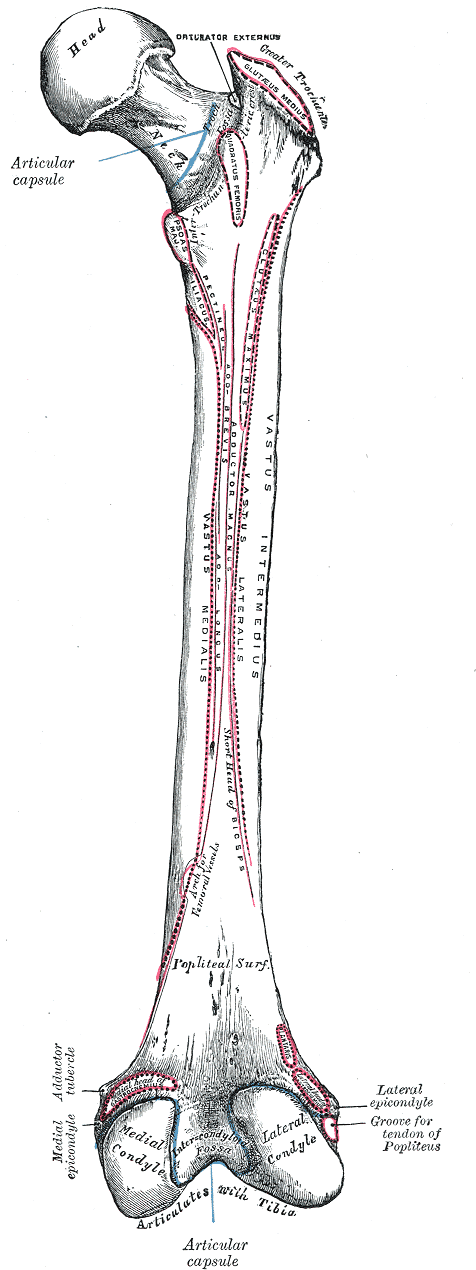 Fig. 245