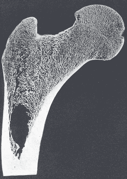 Fig. 247