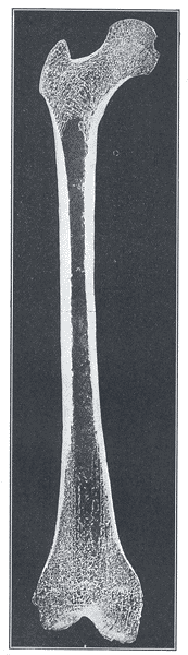 Fig. 249