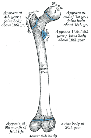 Fig. 252