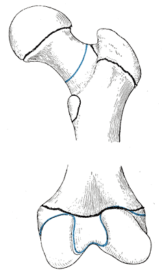 Fig. 254