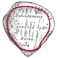 Fig. 255