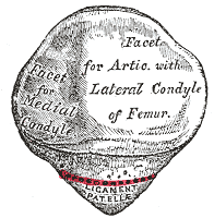 Fig. 256