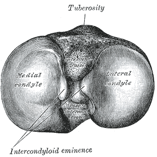 Fig. 257