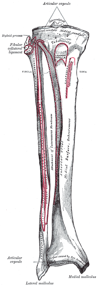 Fig. 258