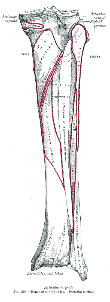 Fig. 259