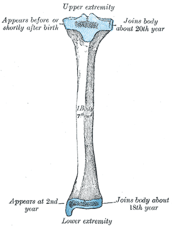 Fig. 260