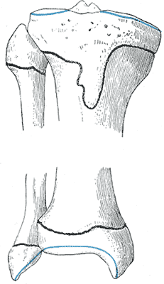 Fig. 261