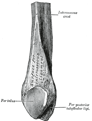 Fig. 262