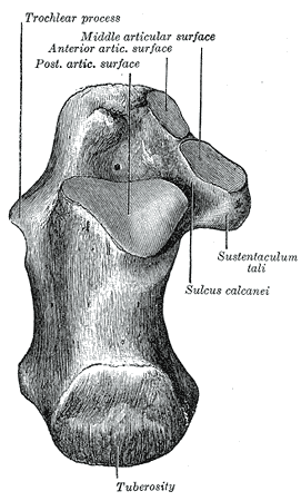 Fig. 264