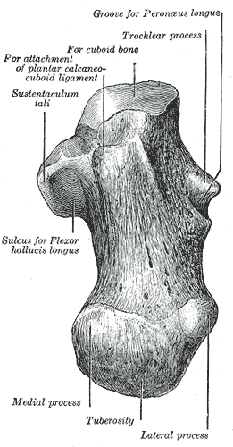 Fig. 265