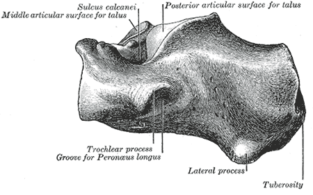 Fig. 266