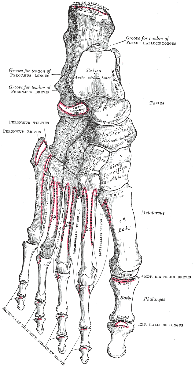 Fig. 268