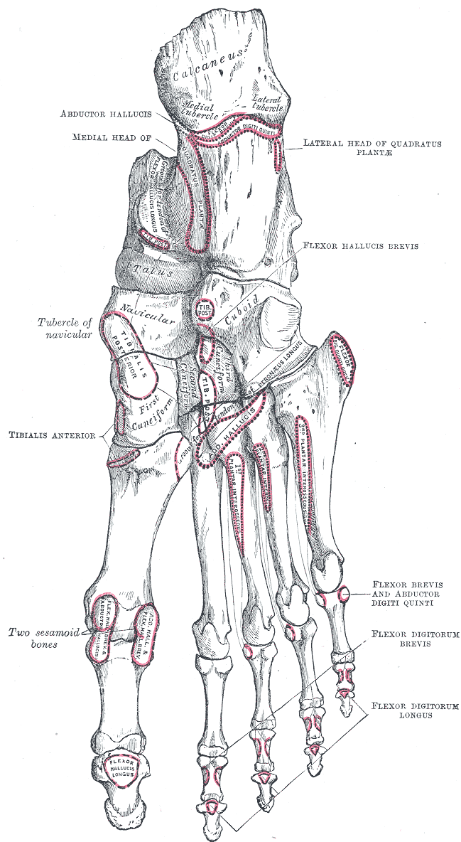 Fig. 269