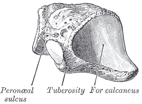 Fig. 275