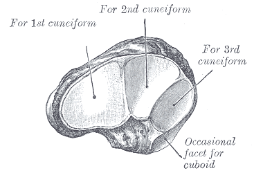 Fig. 276