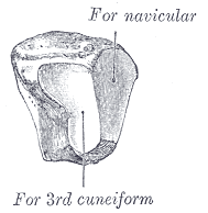 Fig. 281