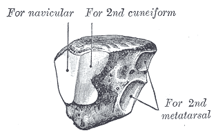 Fig. 282